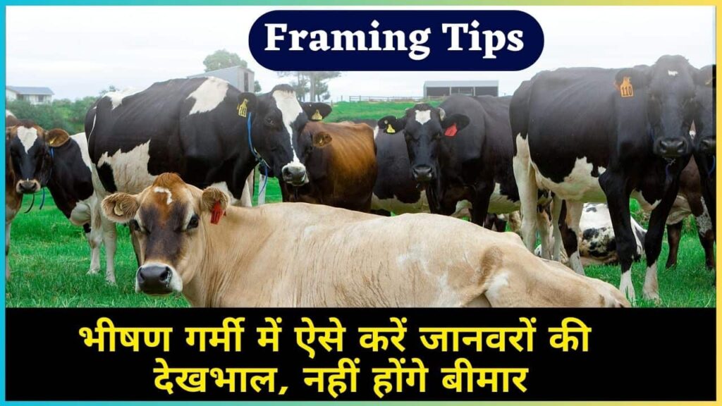 Framing Tips News 2024: भीषण गर्मी में ऐसे करें जानवरों की देखभाल, नहीं होंगे बीमार