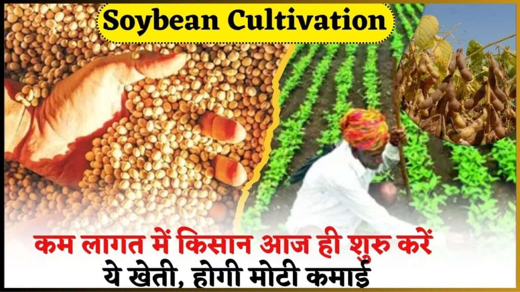 Soybean Cultivation News 2024: कम लागत में किसान आज ही शुरु करें ये खेती, होगी मोटी कमाई