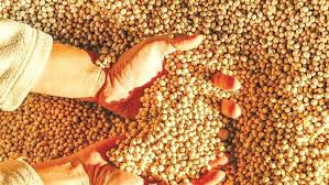 Soybean Cultivation News 