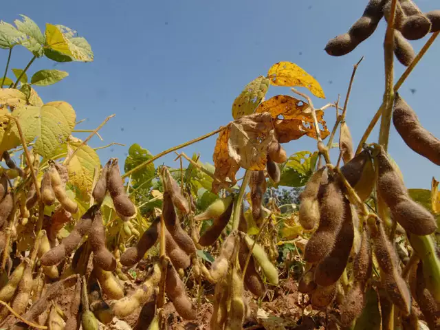 Soybean Cultivation News 