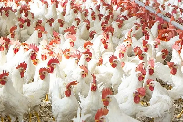 Bihar Poultry Farm Yojana 