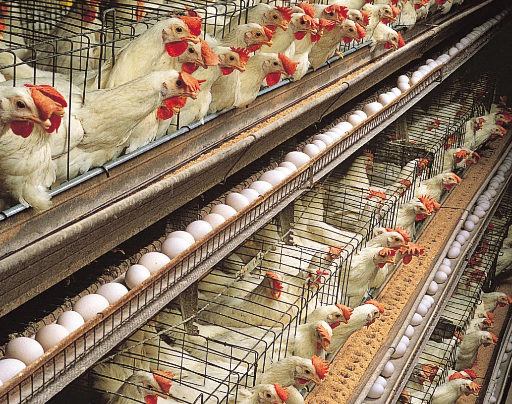 Bihar Poultry Farm Yojana 